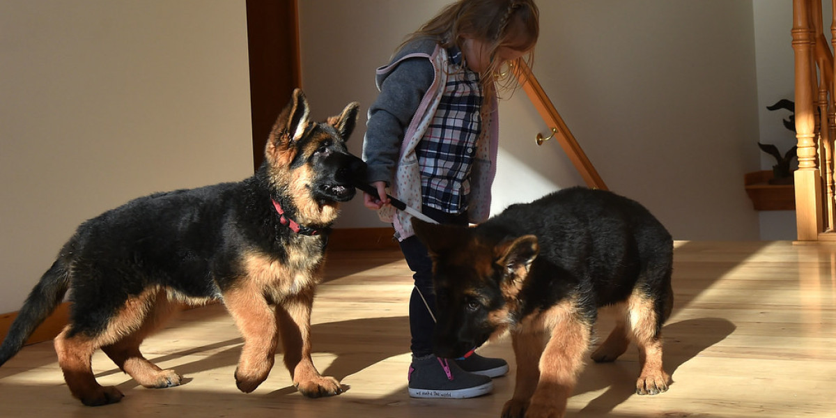 Deutsche Schäferhundwelpen: A Comprehensive Guide to Raising German Shepherd Puppies