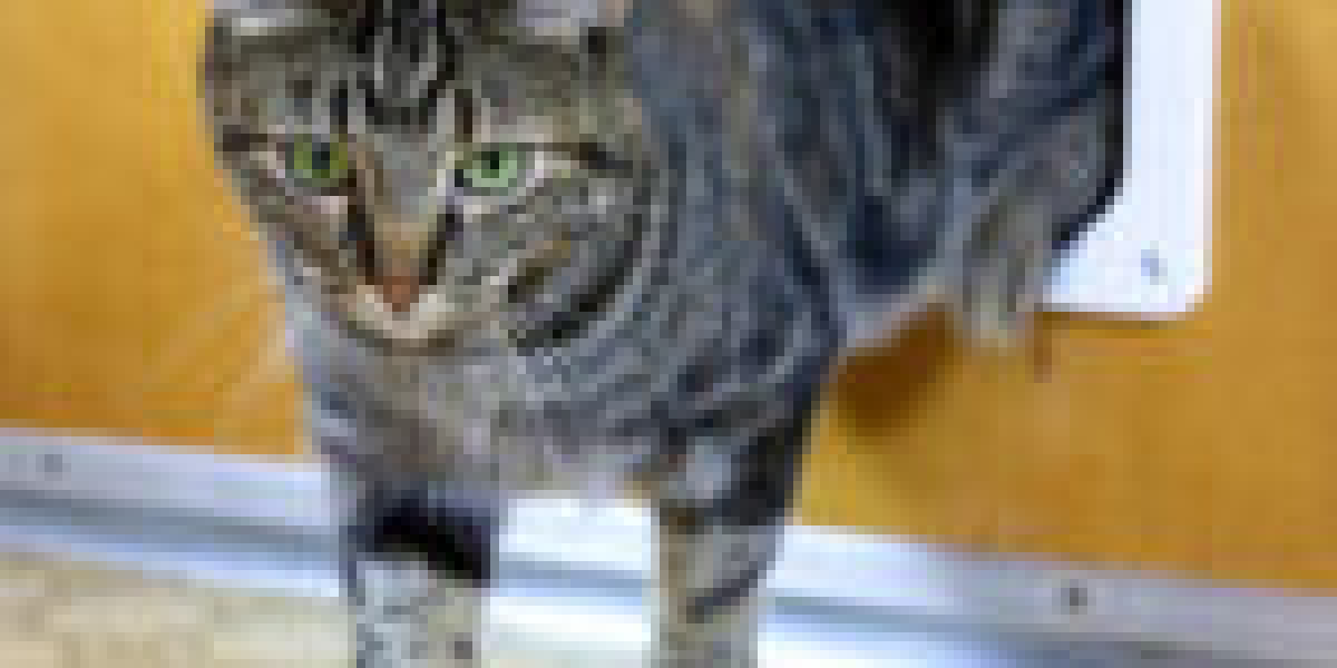 How Cat In Wall Door Fitting Arose To Be The Top Trend On Social Media